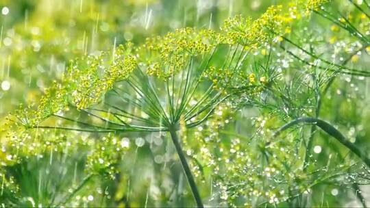 雨中的绿色植物