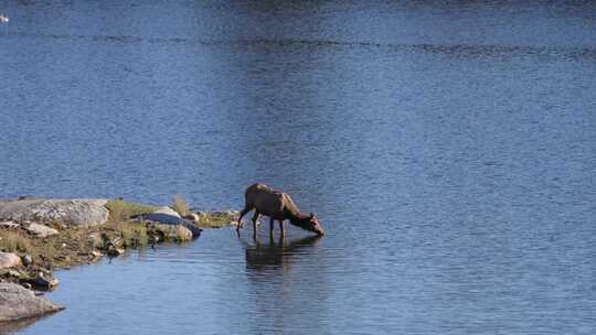 小鹿站在湖中喝水