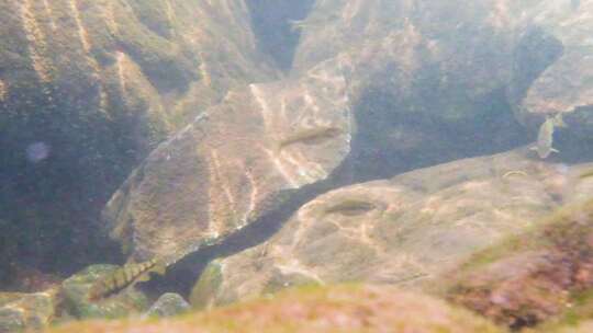 河边小溪河底海底水下世界流水岩石光影升格视频素材模板下载