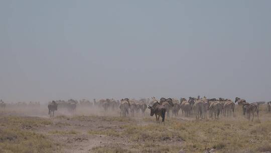 斑马和角马穿过纳米比亚沙漠的平原