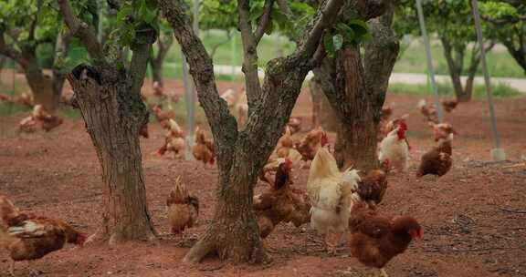 生态养殖场野生放养原生态养鸡场绿色养殖