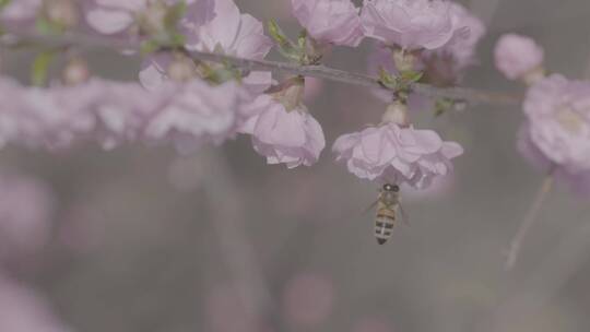 蜜蜂桃花采蜜慢镜头升格LOG