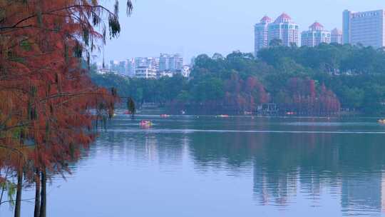 广州麓湖公园落羽杉山林湖景