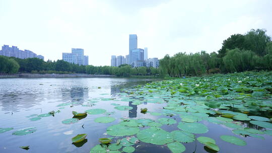 武汉汉口后襄河公园风景