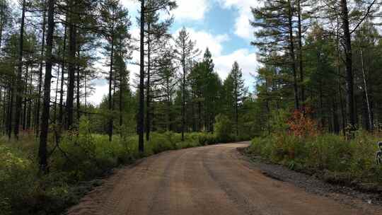 落叶松林天然林松树林森林景观