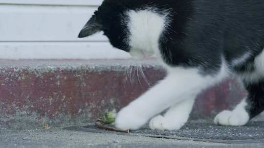 猫，猫，毛茸茸的，玩