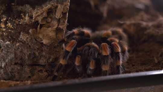 狼蛛蜘蛛lasiodora parhyb