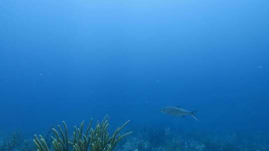 Tarpon，鱼，水下，海洋生物