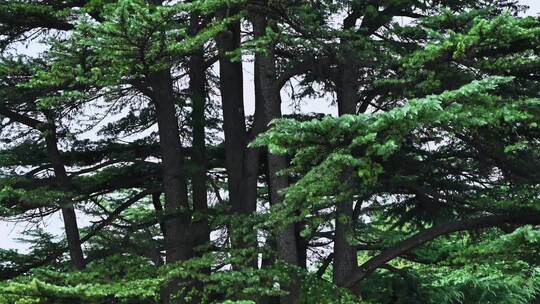 百年古树松树树枝枝叶松针随风摆动特写