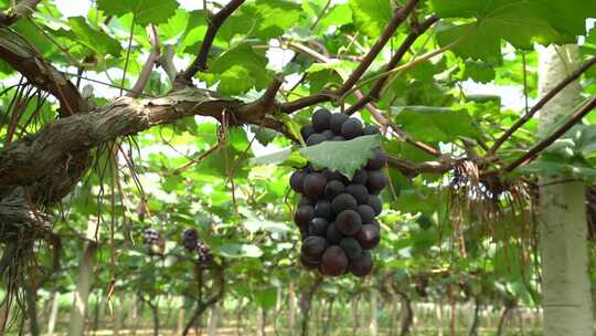 超清葡萄园-夏天葡萄成熟丰收