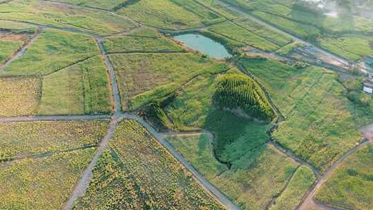 航拍广西柳州甘蔗地和田间道路