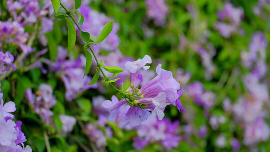 蒜香藤花特写