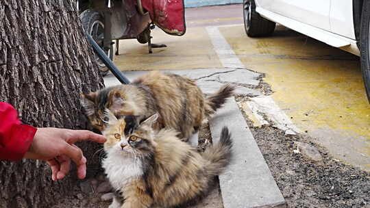 长毛猫咪蹲坐侧视图