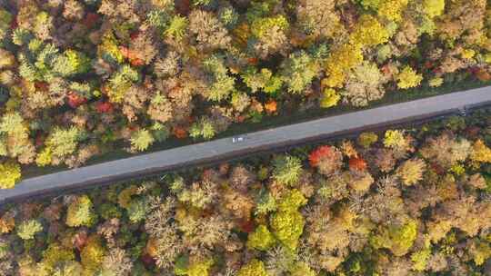 航拍东北秋季树林与道路视频素材模板下载
