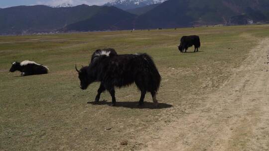 香格里拉湿地高原上的牦牛