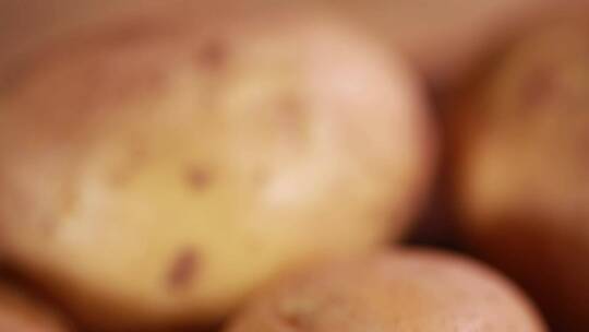 中景马铃薯土豆