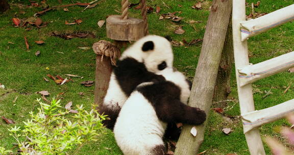 可爱的国宝大熊猫幼崽一起玩耍