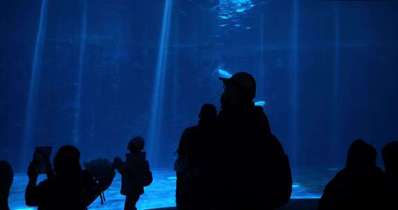 水族馆白鲸