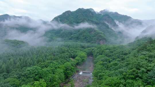大自然清晨大山云雾缭绕山谷溪流森林氧吧