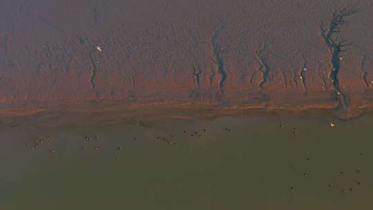 杭州钱塘江滩涂湿地候鸟白鹭夕阳视频素材模板下载