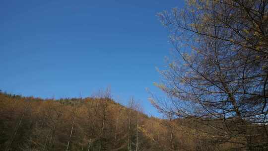 湖北恩施大山顶林区原始森林唯美风景