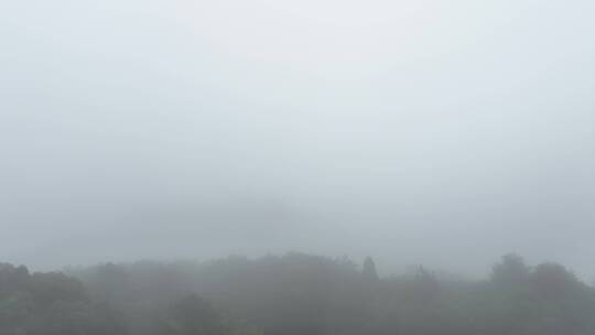 雾天树木树枝阴天树林雨天森林山间云雾缭绕