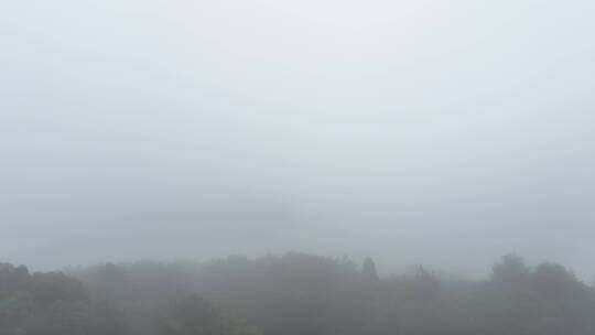 雾天树木树枝阴天树林雨天森林山间云雾缭绕视频素材模板下载