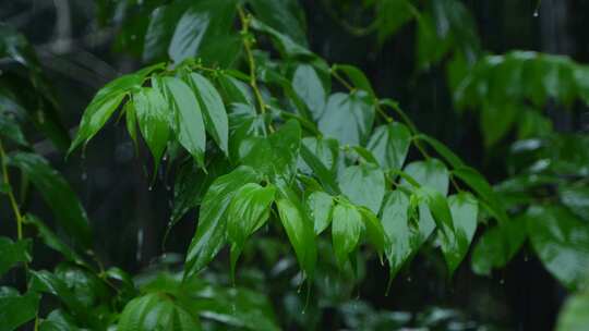 在雨季，印度东部在雨季会下大雨。