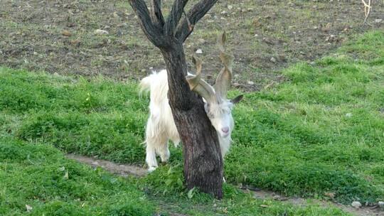 山羊在树干上抓痒