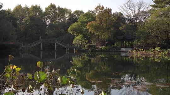 杭州西湖景区曲院风荷风景