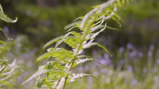 林地生长的蓝铃花和蕨植物视频素材模板下载