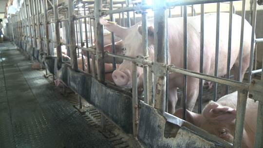 规模化养猪场