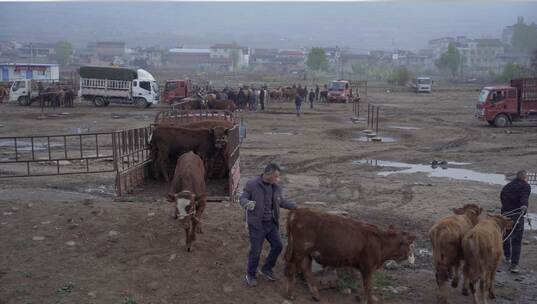 牲口市场 动物牛马交易市场 运输牛马 甘肃