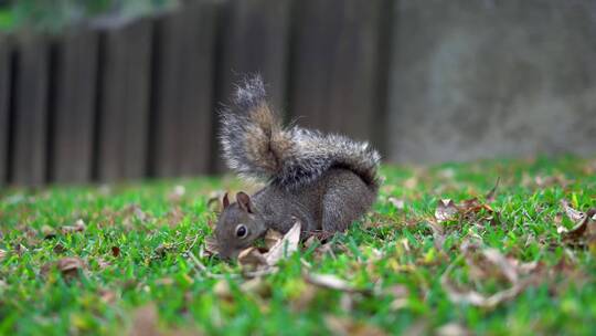 动物园草地上一只松鼠在吃东西