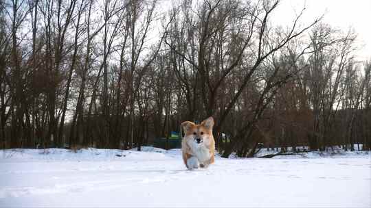 小狗在雪地里奔跑