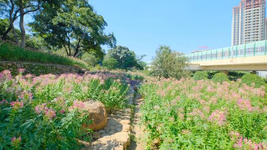 田间小路 花园 公园 花坛 醉蝶花视频素材模板下载