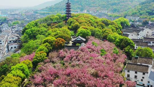 苏州铜观音寺樱花航拍