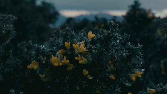 花，植物，花，灌木