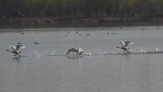 湖泊湿地白天鹅水面起飞翱翔4视频素材模板下载