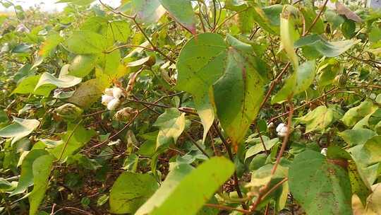 成熟的棉花地棉花种植视频素材模板下载