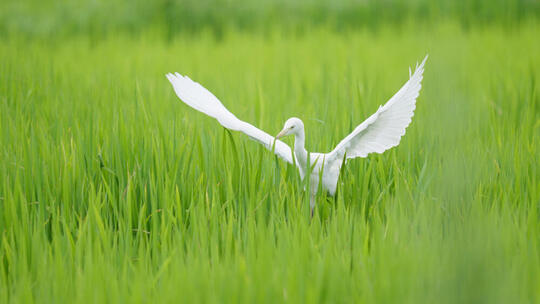 夏天绿色稻田里的白鹭