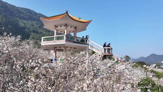 中国广东省广州市从化区广州流溪梅花节