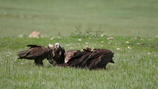 秃鹫正在草地上进食