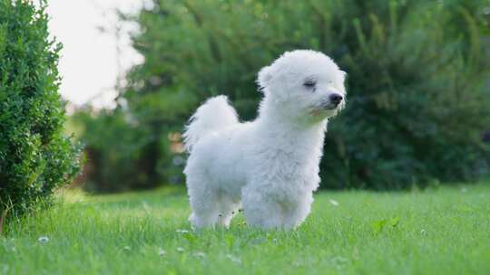 狗，花园，Coton De Tulear