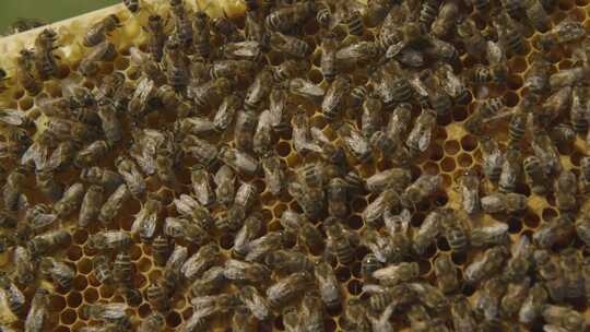 人工养殖蜜蜂