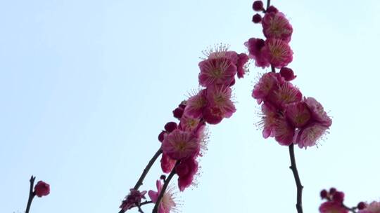 春季红色梅花景观