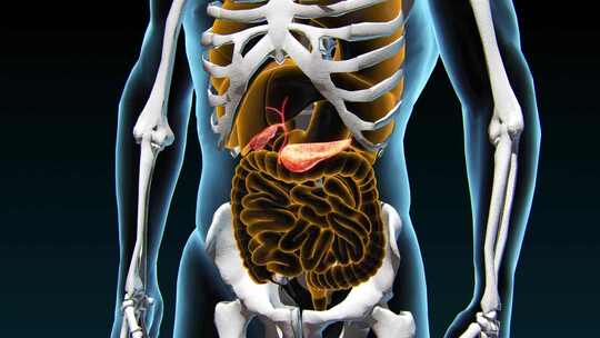 胰腺癌解剖图与胰腺恶性肿瘤的医学概念