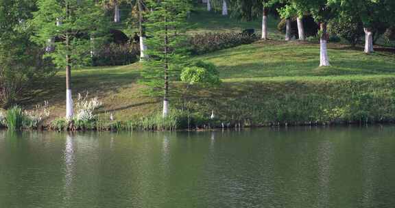 春天城市湿地公园美丽湖景