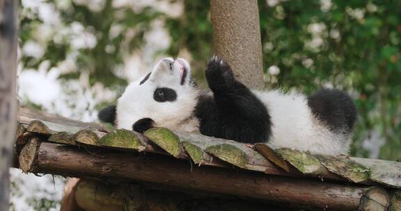 萌萌的大熊猫幼崽睡觉