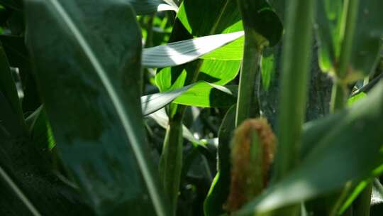 绿色玉米玉米在农业玉米